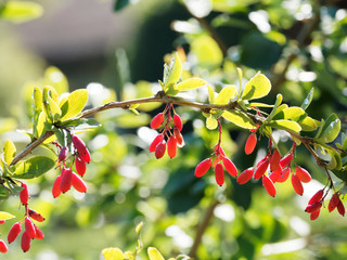 Früchte der Berberitze Sauerdorn oder Gewöhnliche Berberitze (Berberis vulgaris)