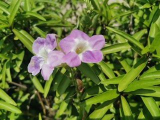 purple flower in the garden