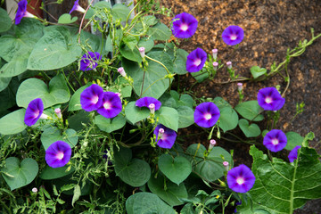 purple flowers in the garden
