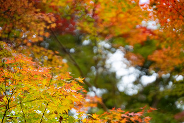 風に揺られる紅葉