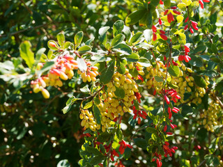 (Berberis vulgaris) Sauerdorn oder Gewöhnliche Berberitze mit reifen knallroten oder gelborangen, gelblich Früchten, grüne Großblättrige Sorte auf dornigen Zweigen