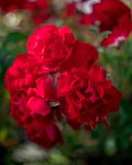 Blooming Red Roses in Garden