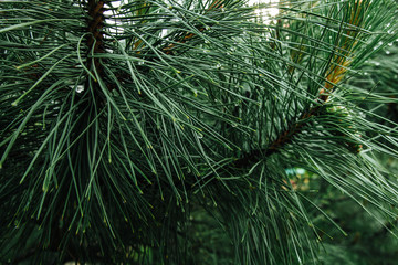 Naklejka premium pine needles with rain drops