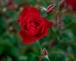 Blooming Red Rose in Garden