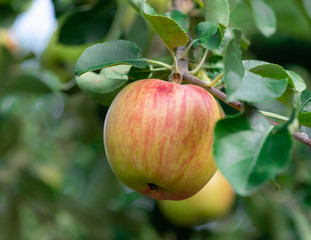close-up of a ripe apple hanging on a branch with a blurred background of green leaves. seasonal fruits. soft focus.