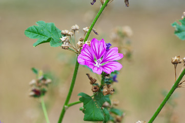 bee on a flower