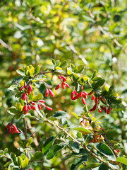 (Berberis vulgaris) Sauerdorn oder Gewöhnliche Berberitze. Einheimische Strauch dicht verzweigt...