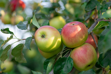 sweet delicious apples hanging from a tree branch in an orchard. Fresh healthy fruit with lots of vitamins.