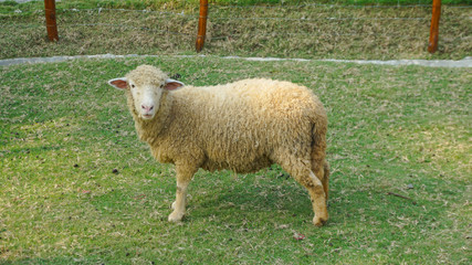 Obraz premium New Zealand farm sheep lambs
