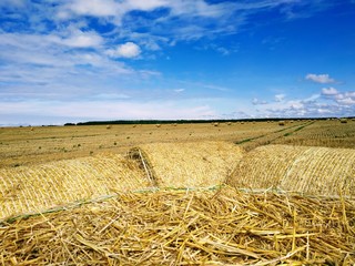 field of wheat