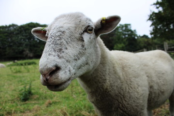 sheep at meanwood valley urban farm leeds west yorkshire