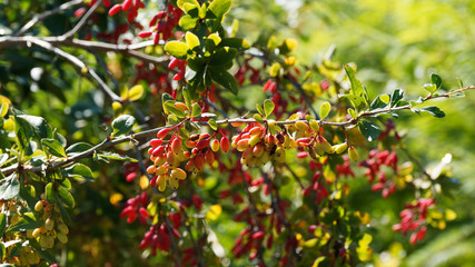 (Berberis vulgaris) Sauerdorn oder Gewöhnliche Berberitze mit dornigen Zweigen, garniert mit roten...