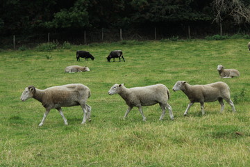 sheep at meanwood valley urban farm leeds west yorkshire