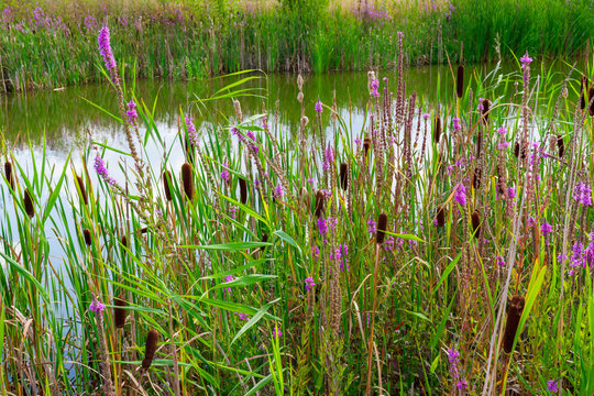 Lake view of parc des &icirc;les, H&eacute;nin Beaumont, Hauts de France, France