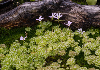 The Leaves and blossom of a Carnivorous Plant (Pinguecula Esseriana). Botanical Garden, KIT,...