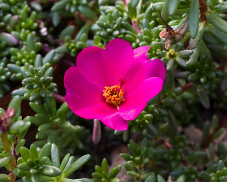 Moss-rose Purslane (Portulaca gilliesii)_Botanical garden KIT Karlsruhe, Baden Wuerttemberg, Germany