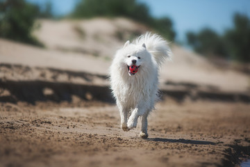  white samoyed dog running