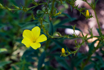 The Blossom of Golden Flax (Linum flavum). Botanical Garden, KIT Karlsruhe, Germany, Europe