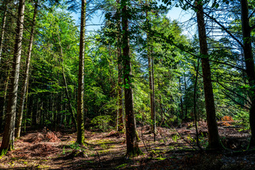 promenade en forêt le matin