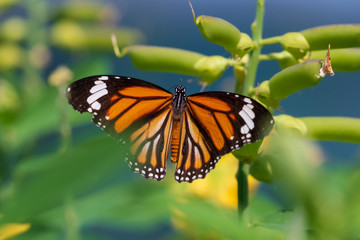 Common Tiger butterfly outspreading its wings