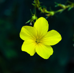The Blossom of Golden Flax (Linum flavum). Botanical Garden, KIT Karlsruhe, Germany, Europe