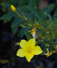 The Blossom of Golden Flax (Linum flavum). Botanical Garden, KIT Karlsruhe, Germany, Europe