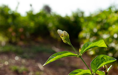 Jasminum sambac (L.) Aiton. Close up view and copy space of white flowers buds in garden. During morning sunshine.