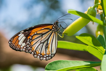 Common Tiger butterfly resting on the plant
