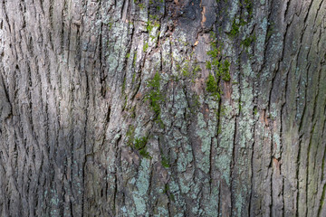 The textured surface of the bark of the old perennial deciduous tree