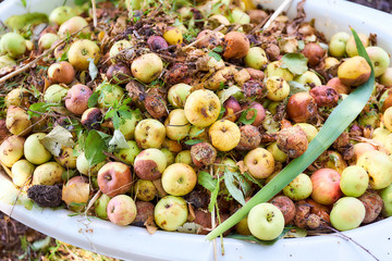 A lot of spoiled, rotten apples lie on a flat surface. Top view.