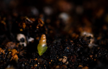 Close up view and low light of Odostomia cf. Sperabilis. A tiny snail are feeding on rotting humus. On the ground moisture.