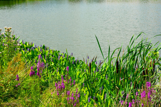 Lake view of parc des &icirc;les, H&eacute;nin Beaumont, Hauts de France, France