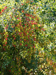 (Berberis vulgaris) Sauerdorn oder Gew&ouml;hnliche Berberitze. Einheimische Strauch dicht verzweigt mit rote Beeren im Sommer und Herbst von V&ouml;geln gefressen