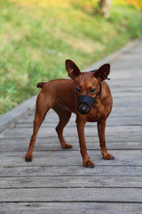 A muzzled dog stands against a background of green grass. Pet wear a muzzle on a walk. The dog has...