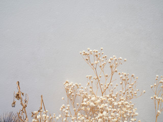 dry flower on white background