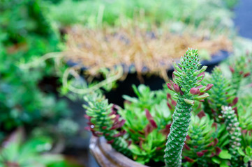 A beautiful flower that looks like a dragon.