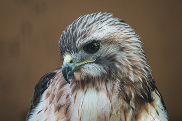 rescued red tailed hawk is recovering from an injury