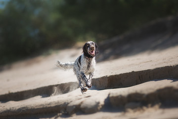 dog english springer spaniel	
