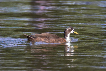 Mallard Duck with unusual colouring, The Broads, Norfolk, UK
