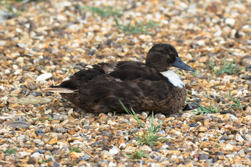 Mallard Duck with unusual colouring, The Broads, Norfolk, UK
