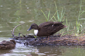Mallard Duck with unusual colouring, The Broads, Norfolk, UK