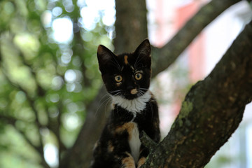 A small cat is sitting on a tree. Spotted, multicolored kitten, in nature. Pet colors: black, red, white. Near.