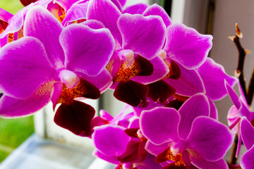 Orcidee Pink