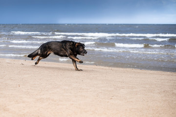 german shepherd dog running and playing on the beach
