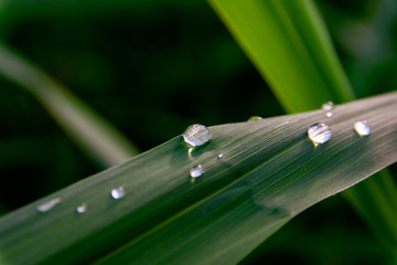 Water drops on a leave close up, nature background