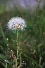 White dandelion. Wild, meadow plant. Field, fluffy flower.
