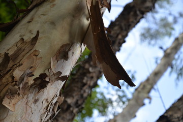 dry trunk and a blue sky