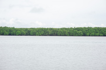 Fertile mangrove forest It is a habitat for aquatic animals.