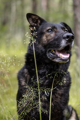 german shepherd dog sitting and posing in the forest