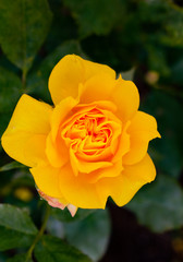 Rose gelb geschlossen